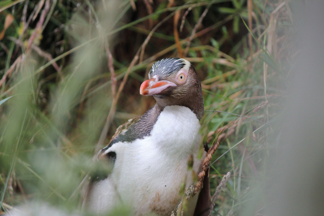 Pinguin in Neuseeland