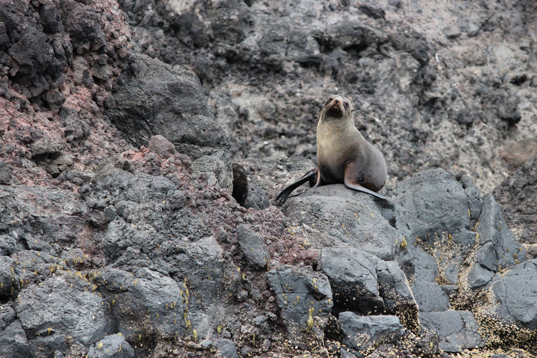 Seehund in Neuseeland